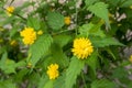 Kerria japonica pleniflora cultivar in bloom, yellow flowers on branches on shrub Royalty Free Stock Photo