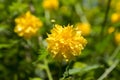 Kerria japonica pleniflora cultivar in bloom, yellow flowers on branches on shrub Royalty Free Stock Photo