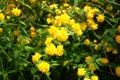 Kerria japonica pleniflora, details of a yellow flowering plant. Close up on a yellow flowers deciduous shrub in the rose family Royalty Free Stock Photo