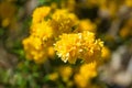 Kerria Japonica Pleniflora Royalty Free Stock Photo