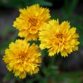 Kerria Japonica Pleniflora shrub Royalty Free Stock Photo