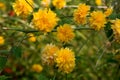 Kerria japonica pleniflora yellow flowers Royalty Free Stock Photo