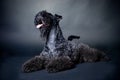 Kerry Blue Terrier Royalty Free Stock Photo