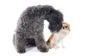 Kerry blue terrier and chihuahua Royalty Free Stock Photo