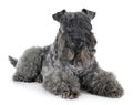 Kerry Blue Terrier Royalty Free Stock Photo