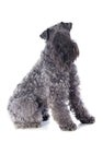 Kerry blue terrier