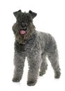 Kerry blue terrier