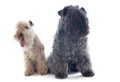 Kerry blue terrier and lakeland terrier Royalty Free Stock Photo