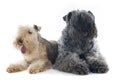 Kerry blue terrier and lakeland terrier Royalty Free Stock Photo