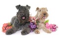 Kerry blue terrier and lakeland terrier Royalty Free Stock Photo