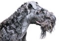 Kerry blue terrier over white Royalty Free Stock Photo
