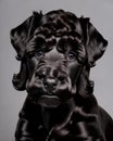 Kerry Blue Terrier puppy dog show portrait