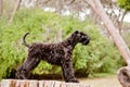 Kerry blue terrier puppy stacking Royalty Free Stock Photo