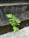 Kersem tree on the edge of the sewer wall Royalty Free Stock Photo