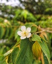 Kersen, seri, cherries, talok locally called kersen or kersem is a kind of tree as well as its small sweet and bright red fruit. Royalty Free Stock Photo