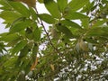 Kersen, seri, cherries, talok or Siamese kerukup locally called kersen or kersem is a kind of tree and its fruit is small Royalty Free Stock Photo