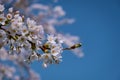 Kersenbloesempark translation flower park There are 400 cherry trees in the Amsterdamse Bos, In the spring you can enjoy Royalty Free Stock Photo