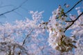 Kersenbloesempark translation flower park There are 400 cherry trees in the Amsterdamse Bos, In the spring you can enjoy