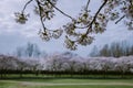 Kersenbloesempark translation flower park There are 400 cherry trees in the Amsterdamse Bos, In the spring you can enjoy