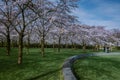 Kersenbloesempark translation flower park There are 400 cherry trees in the Amsterdamse Bos, In the spring you can enjoy