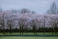 Kersenbloesempark translation flower park There are 400 cherry trees in the Amsterdamse Bos, In the spring you can enjoy