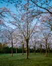 Kersenbloesempark translation flower park There are 400 cherry trees in the Amsterdamse Bos, In the spring you can enjoy