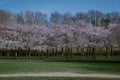 Kersenbloesempark translation flower park There are 400 cherry trees in the Amsterdamse Bos, In the spring you can enjoy