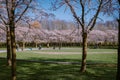 Kersenbloesempark translation flower park There are 400 cherry trees in the Amsterdamse Bos, In the spring you can enjoy