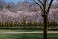 Kersenbloesempark translation flower park There are 400 cherry trees in the Amsterdamse Bos, In the spring you can enjoy