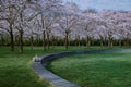 Kersenbloesempark translation flower park There are 400 cherry trees in the Amsterdamse Bos, In the spring you can enjoy