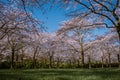 Kersenbloesempark translation flower park There are 400 cherry trees in the Amsterdamse Bos, In the spring you can enjoy