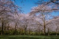 Kersenbloesempark translation flower park There are 400 cherry trees in the Amsterdamse Bos, In the spring you can enjoy