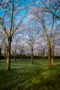 Kersenbloesempark translation flower park There are 400 cherry trees in the Amsterdamse Bos, In the spring you can enjoy