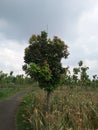 A Kesambi tree with reddish young leaves growing in a corn field. Royalty Free Stock Photo