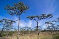 Kesiya pine forest in sunrise blue sky and cloud morning time.