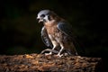 Kestral with beak open. Royalty Free Stock Photo