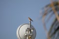 California Wildlife Series - American kestrel - Falco sparverius - Salton Sea Royalty Free Stock Photo