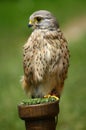 Kestrel