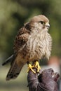 Kestrel Royalty Free Stock Photo