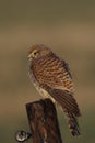 Kestrel Royalty Free Stock Photo