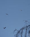 Kestrel being chased by crows