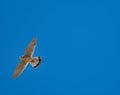 Kestrel bird flying in the blue sky