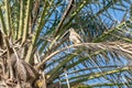Kestrel bird of prey Royalty Free Stock Photo