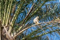 Kestrel bird of prey Royalty Free Stock Photo