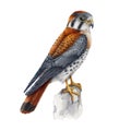 Kestrel bird, small falcon watercolor illustration. Falco sparverius North America native avian. Realistic hand drawn