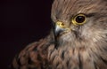 Kestrel Close Up Royalty Free Stock Photo