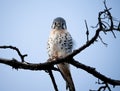 kestrel close up on a tree Royalty Free Stock Photo