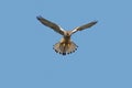 A Kestrel or Common Kestrel hovering in flight. Royalty Free Stock Photo