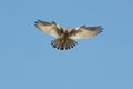 A Kestrel or Common Kestrel hovering in flight. Royalty Free Stock Photo