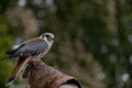 Kestrel Falco Tinnunculus Royalty Free Stock Photo